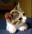 のらねこさんのねこ.bmp